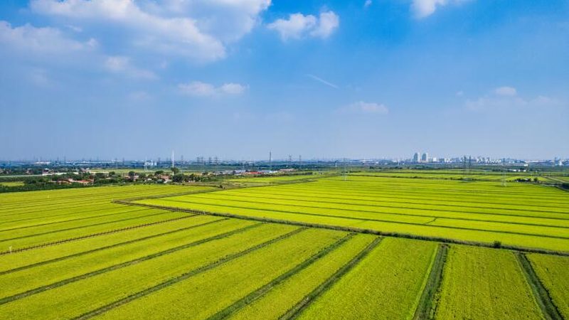 现代农业产业链构建的关键环节解析