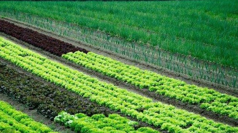 果蔬配送中心标准化建设：从粗放运营到系统管控