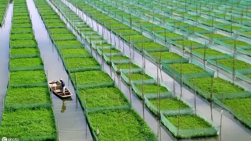 大棚种植技术：批发价格背后的考量因素**