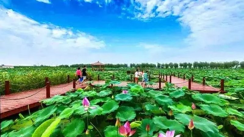 微量元素肥在农业种植中的关键作用**