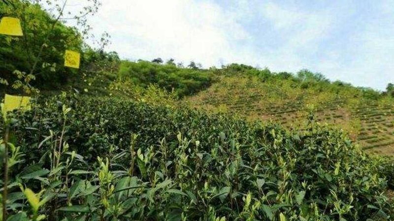 水果批发市场税收优惠申请方法解析