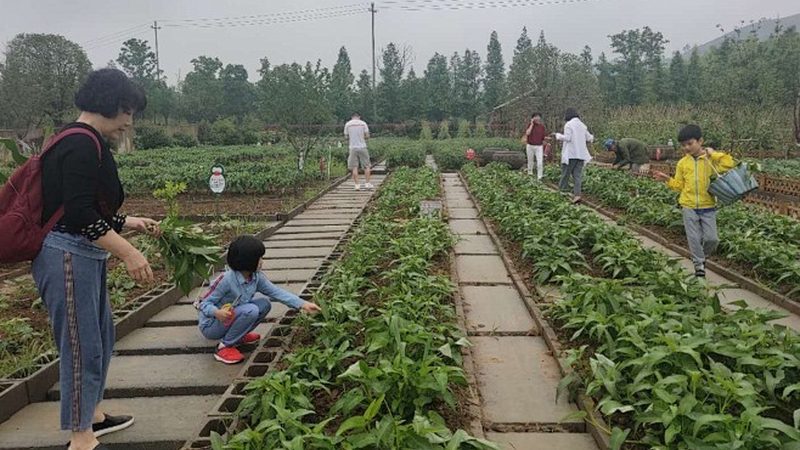 农业种植技术加盟代理：新手如何找到适合自己的道路**