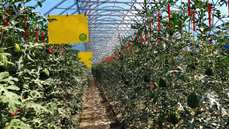 水肥一体化定制方案：为什么标准化产品总是不够用