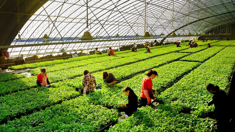 如何科学选择种子农药套餐？揭秘关键要素