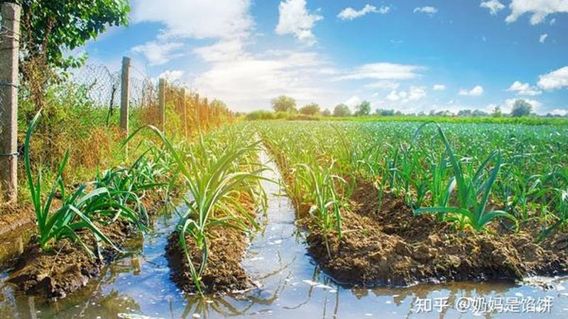生态农业加盟，前期投入明细揭秘**